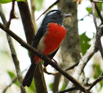 Image of Gray-throated Chat