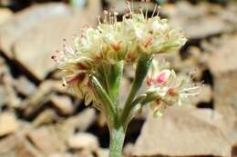 Image of rockjasmine buckwheat