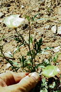 Image of Cienfuegosia digitata Cav.