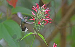 Anthocephala berlepschi Salvin 1893 resmi