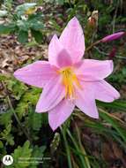 Image of Zephyranthes carinata Herb.