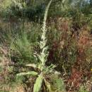 Image of Verbascum giganteum Willk.