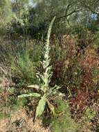 Image of Verbascum giganteum Willk.