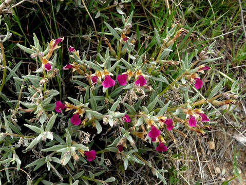 Image of Ajuga chamaecistus Ging. ex Benth.