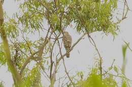 Image of Barred honey buzzard