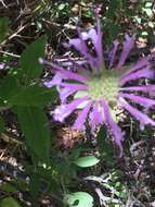 Image of Monarda fistulosa var. menthifolia (Graham) Fernald