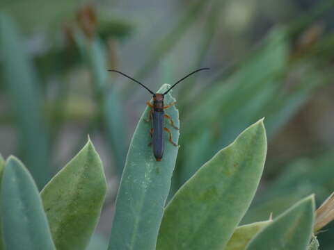 Image of Leafy Spurge Stem Boring Beetle