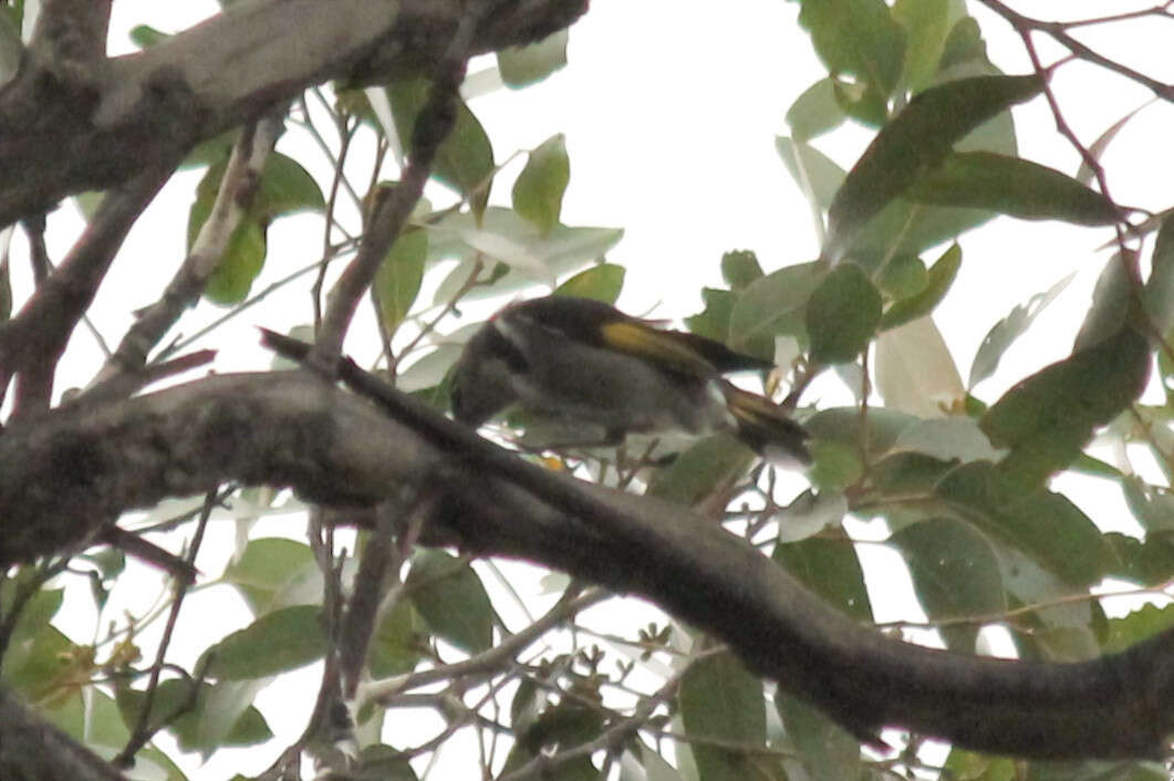 Image of Crescent Honeyeater