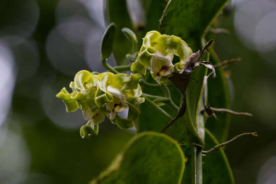 Plancia ëd Vanilla mexicana Mill.