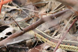 Image of Thamnophis sirtalis dorsalis (Baird & Girard 1853)