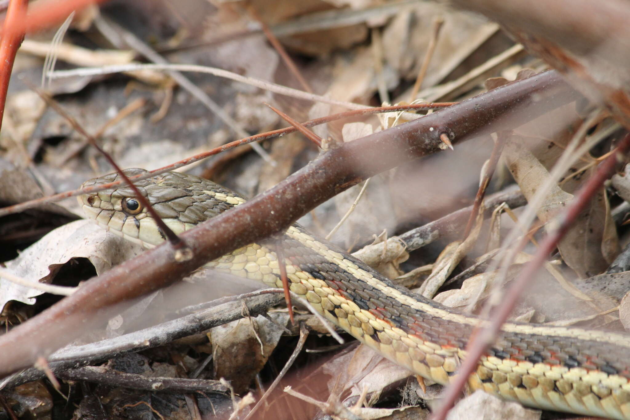 Слика од Thamnophis sirtalis dorsalis (Baird & Girard 1853)