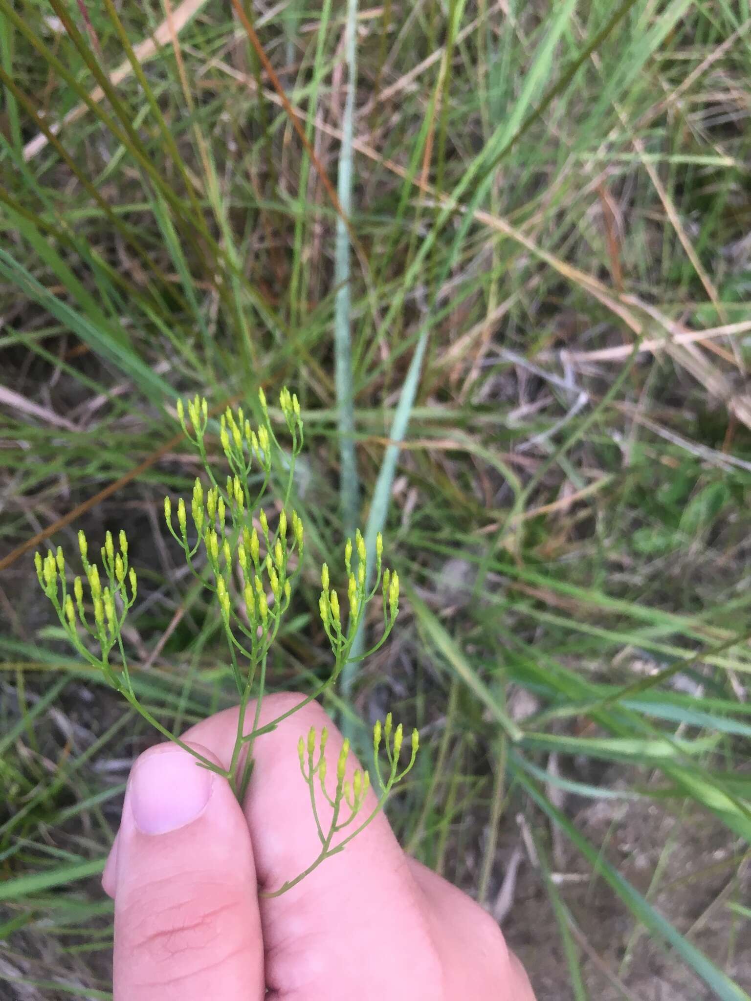 Image of Pineland Rayless-Goldenrod