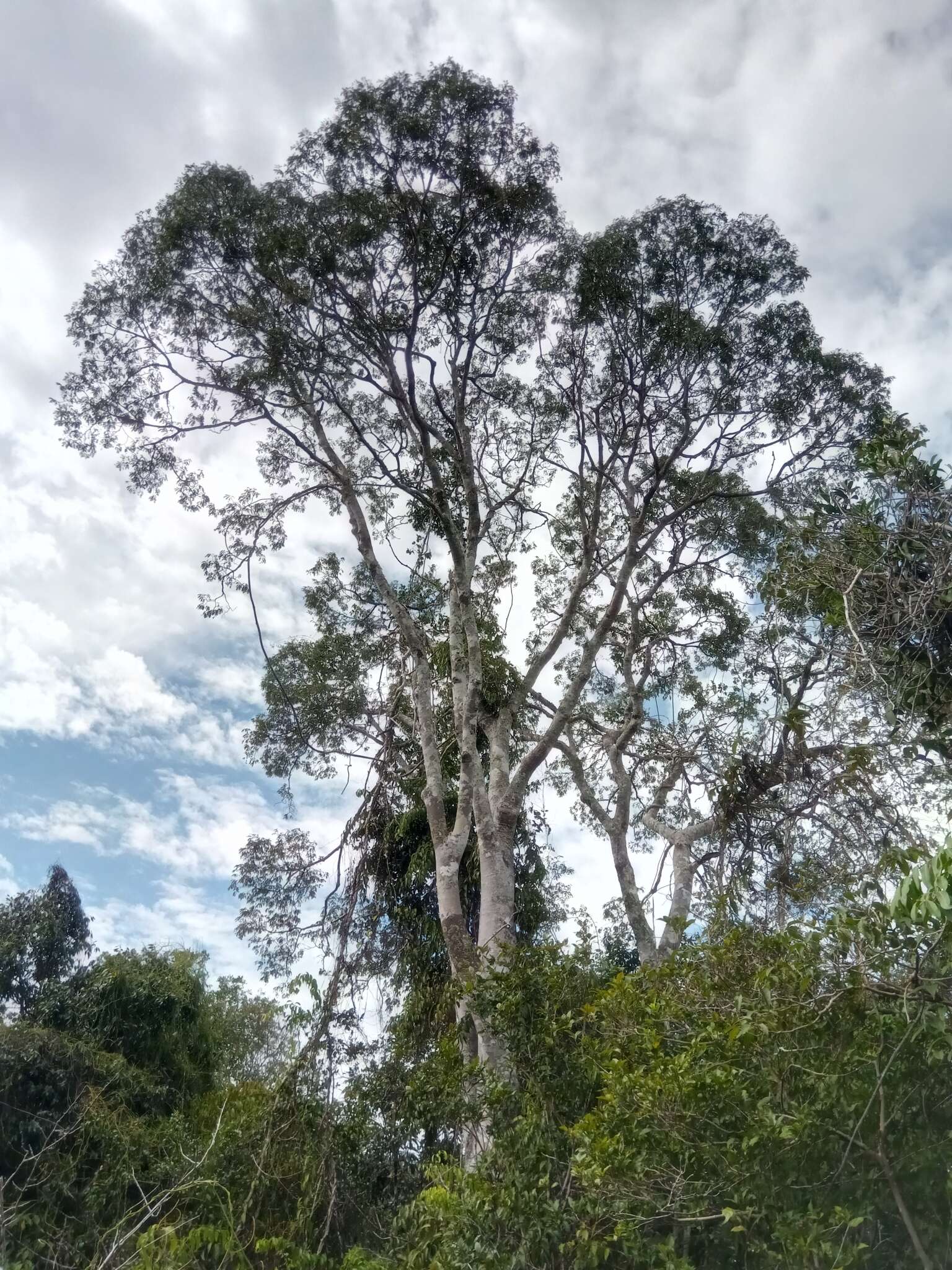 Image of Neoapaloxylon madagascariense (Drake) Rauschert