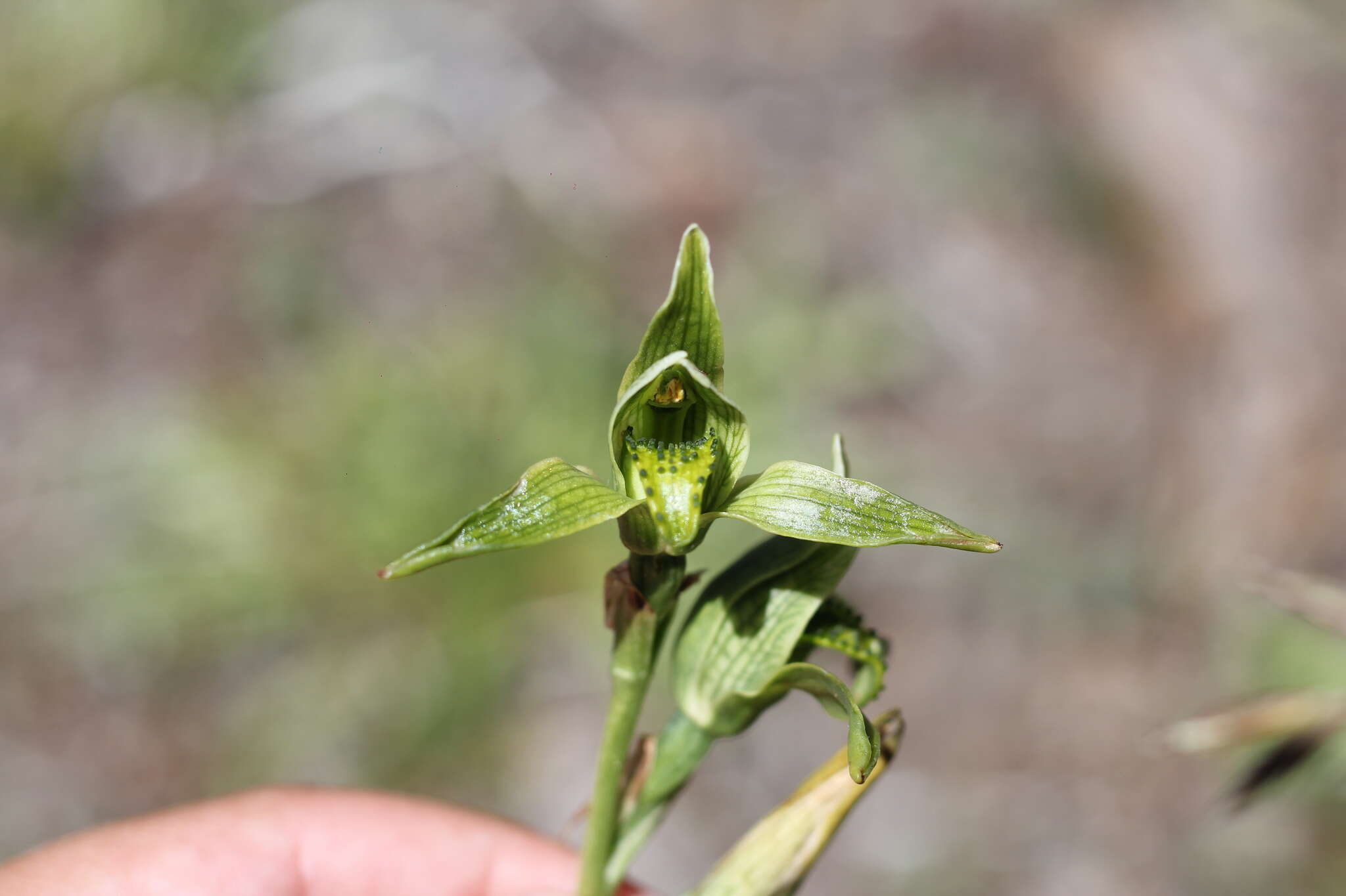 Image de Chloraea viridiflora Poepp.