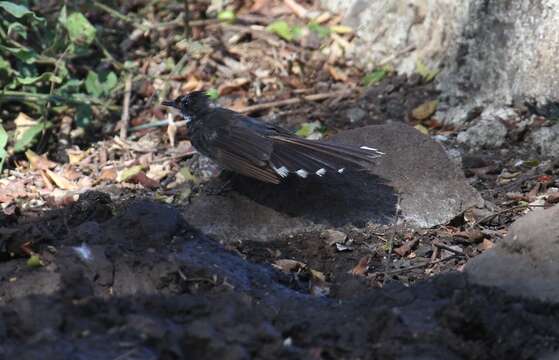 Image of White-bellied Fantail