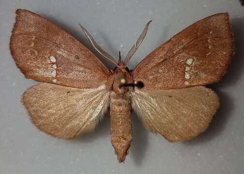 Image of Large Necklace Moth