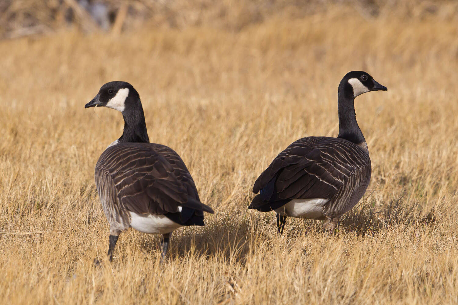 Plancia ëd Branta hutchinsii (Richardson 1832)