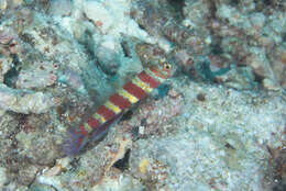 Image of Gorgeous prawn goby