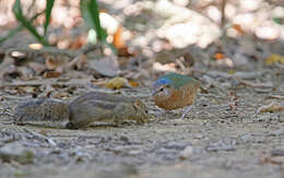 Image of Blue-rumped Pitta