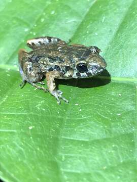 Image de Leptodactylus hylaedactylus