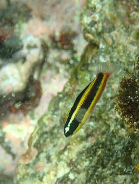 Image of Cortez Rainbow Wrasse