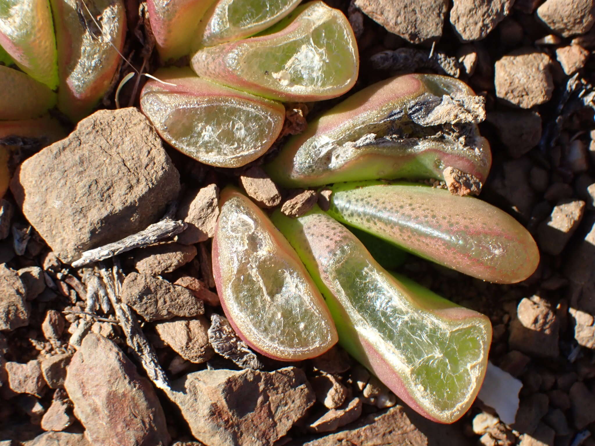 Image of Glottiphyllum nelii Schwant.