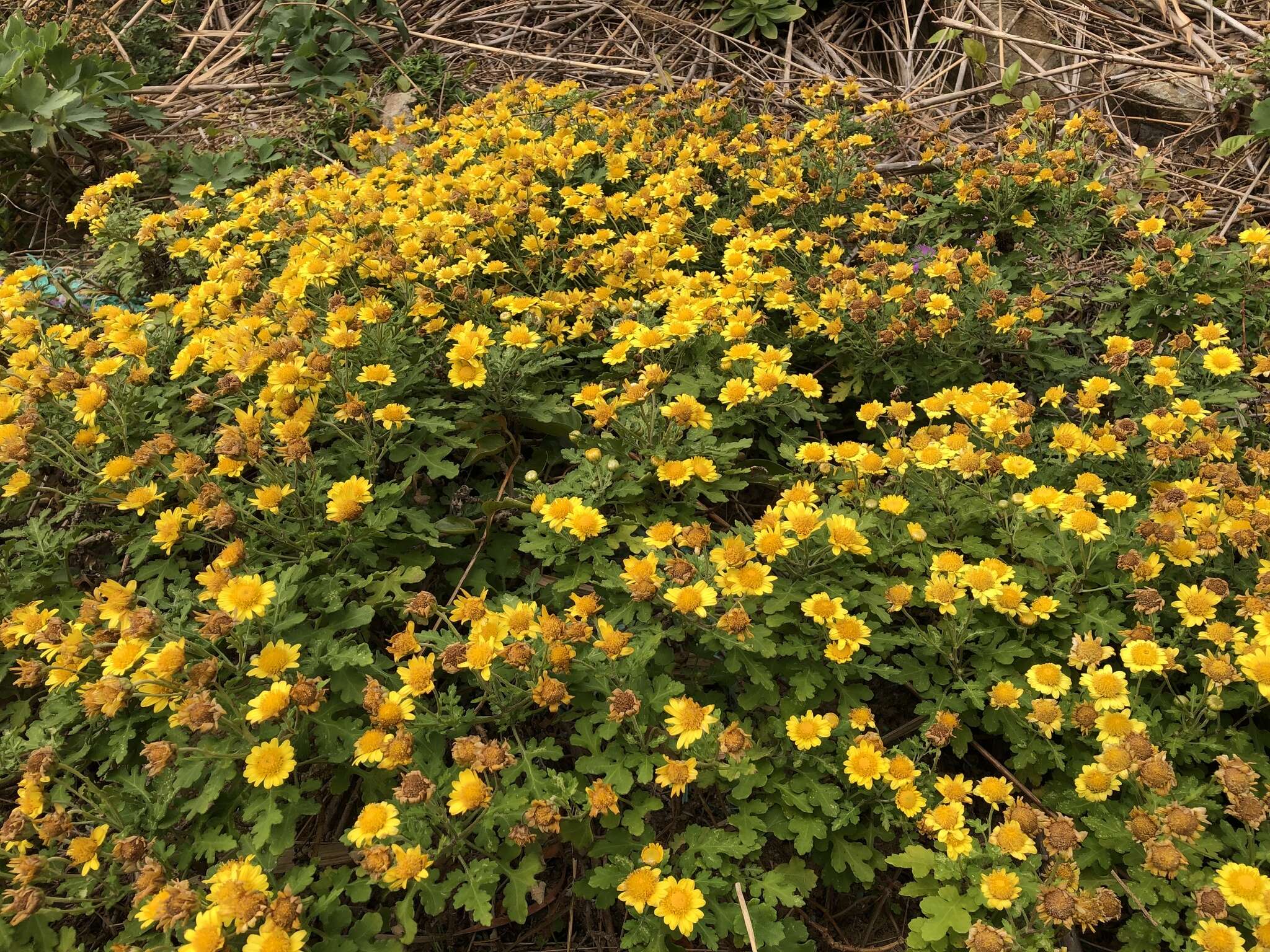 Image of Indian Chrysanthemum