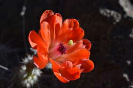 Image of Echinocereus salm-dyckianus Scheer