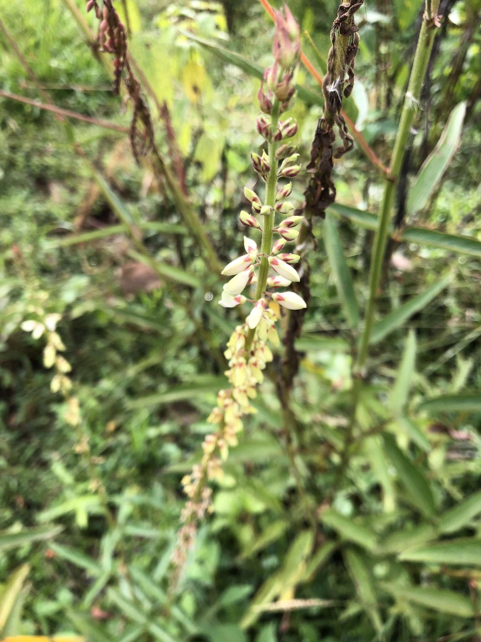 Image of Desmodium macrostachyum Hemsl.