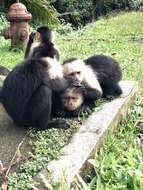 Image of white-faced capuchin