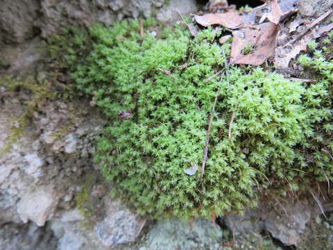 Image of Opal Thread-moss