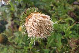 Imagem de Cirsium subcoriaceum (Less.) Sch. Bip. ex Seem.