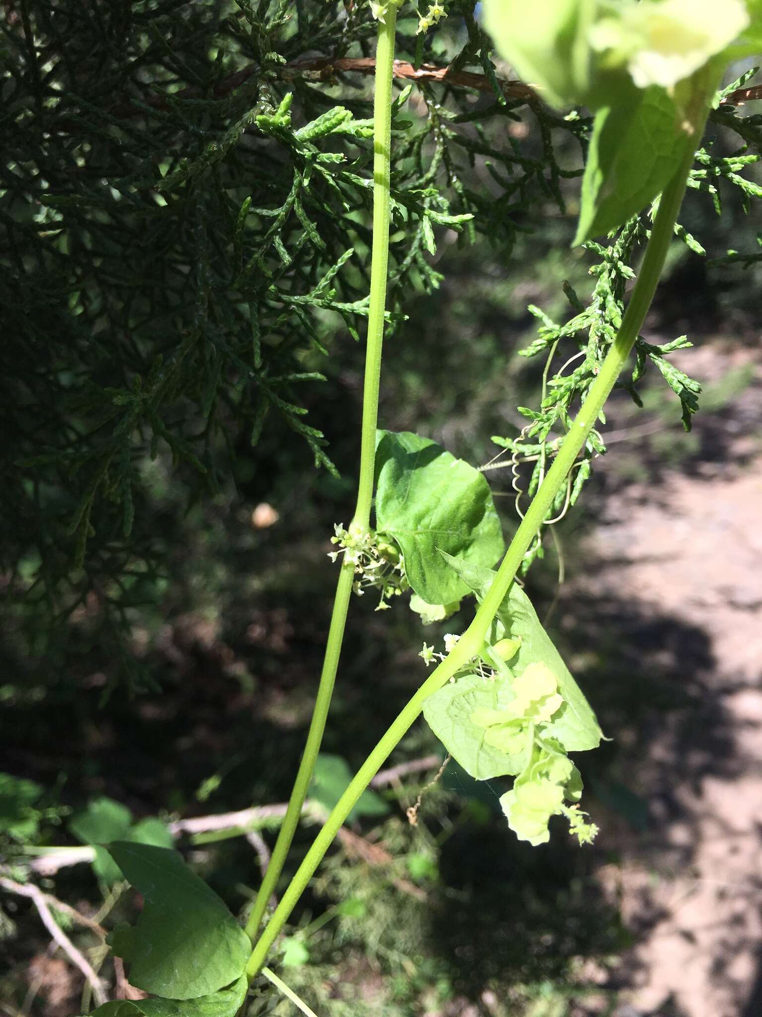 Image of sicyosperma