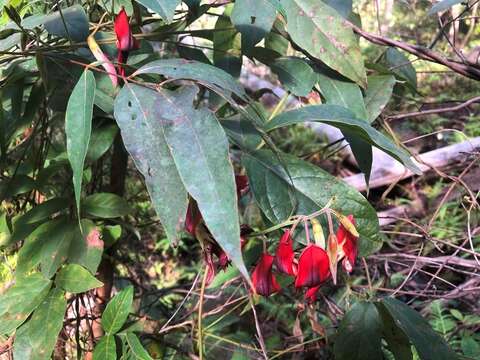 Image of Kennedia rubicunda Vent.