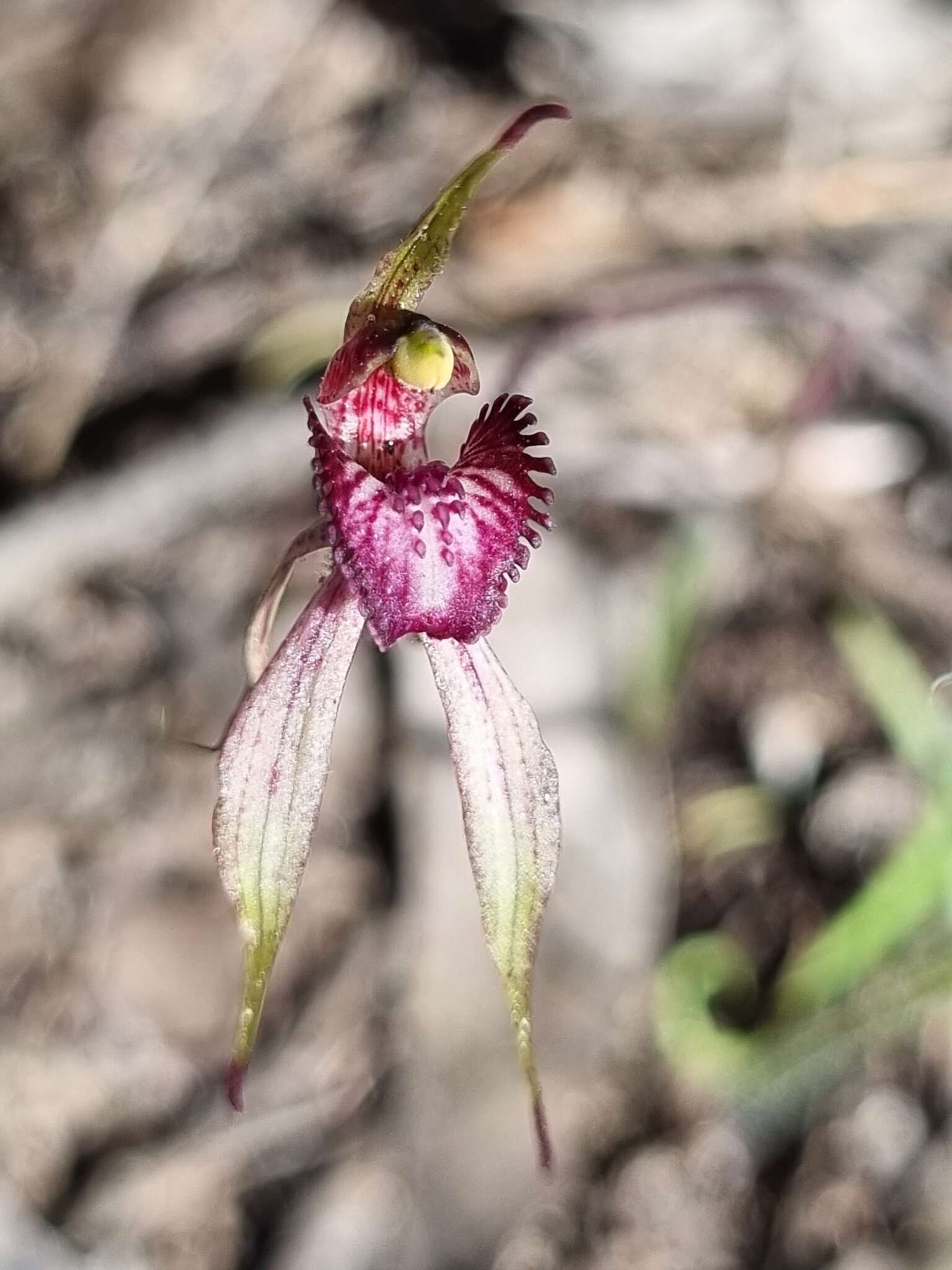 Image of Grampians spider orchid