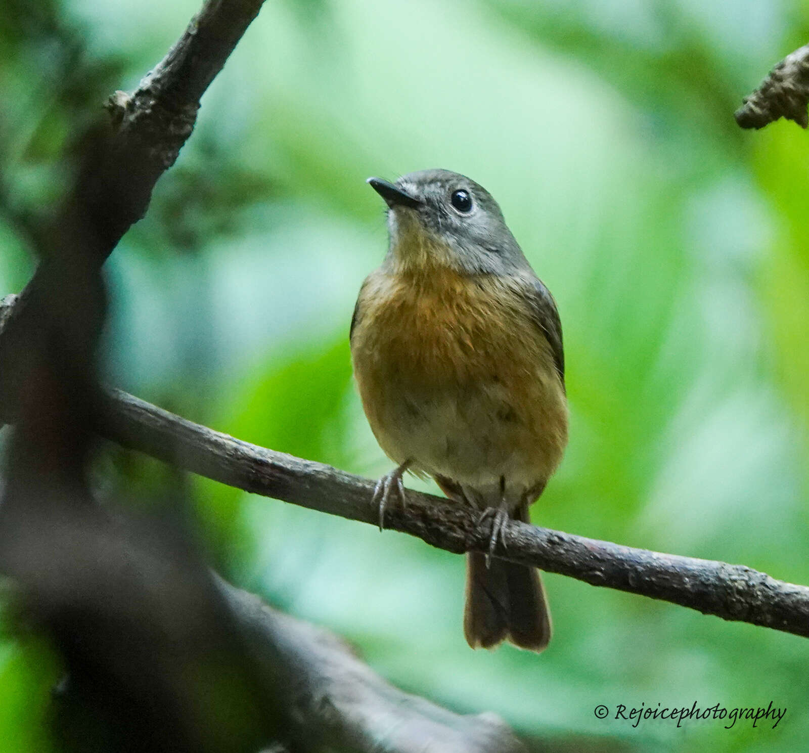 Image of Pale-chinned Blue Flycatcher