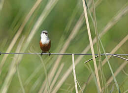 Image of Marsh Seedeater