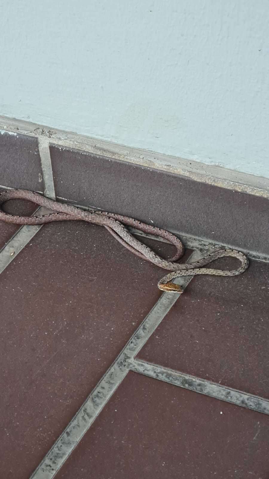 Image of Brown Whip Snake