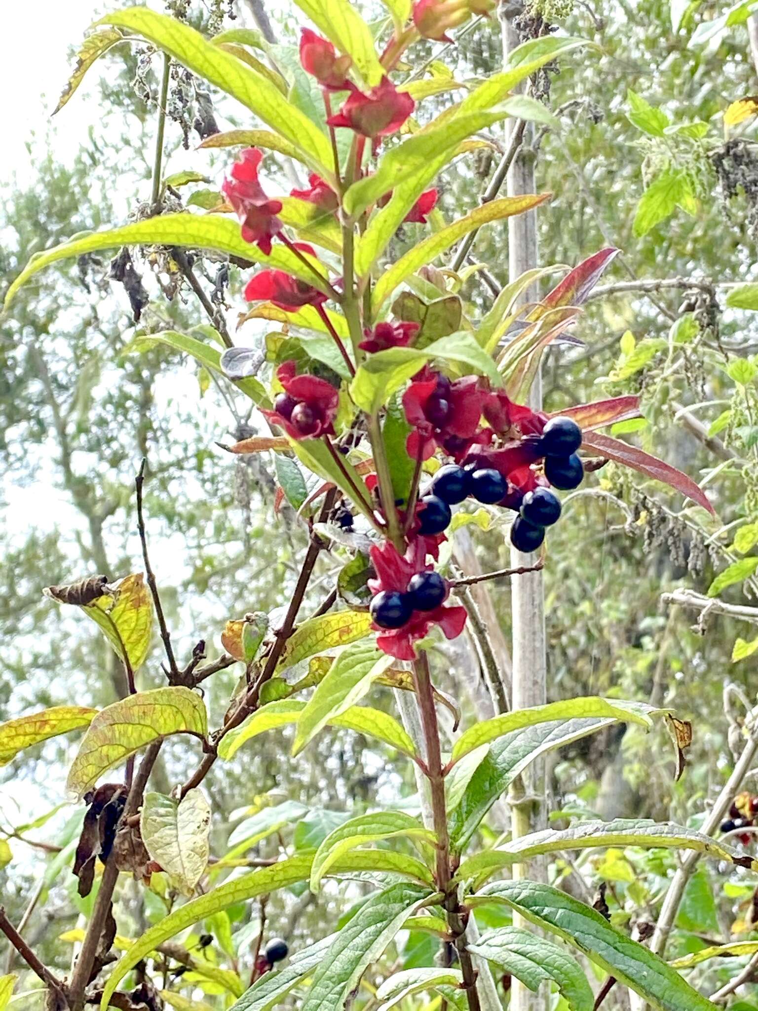 Image of twinberry honeysuckle