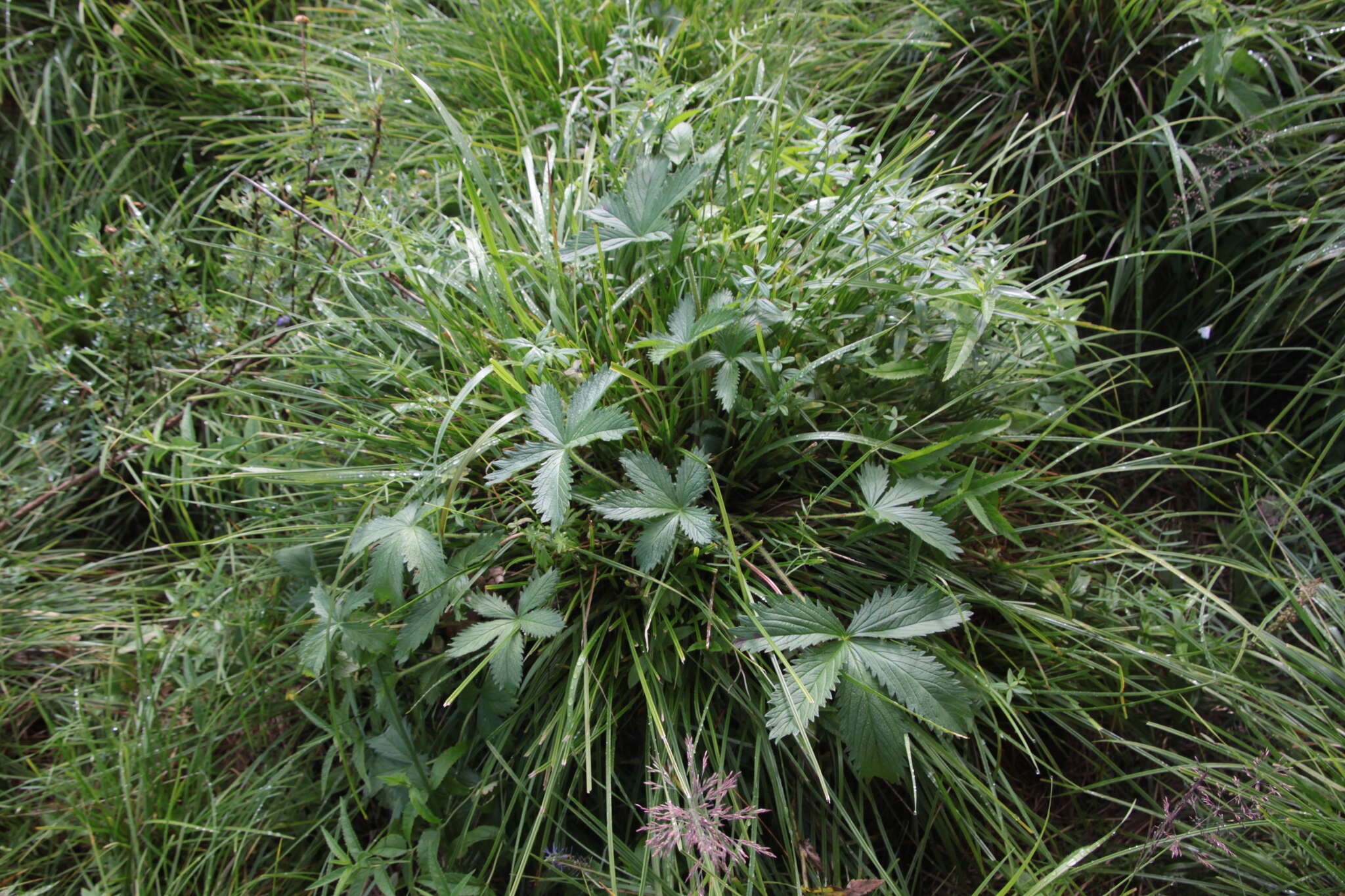 Image of Potentilla chrysantha Trev.