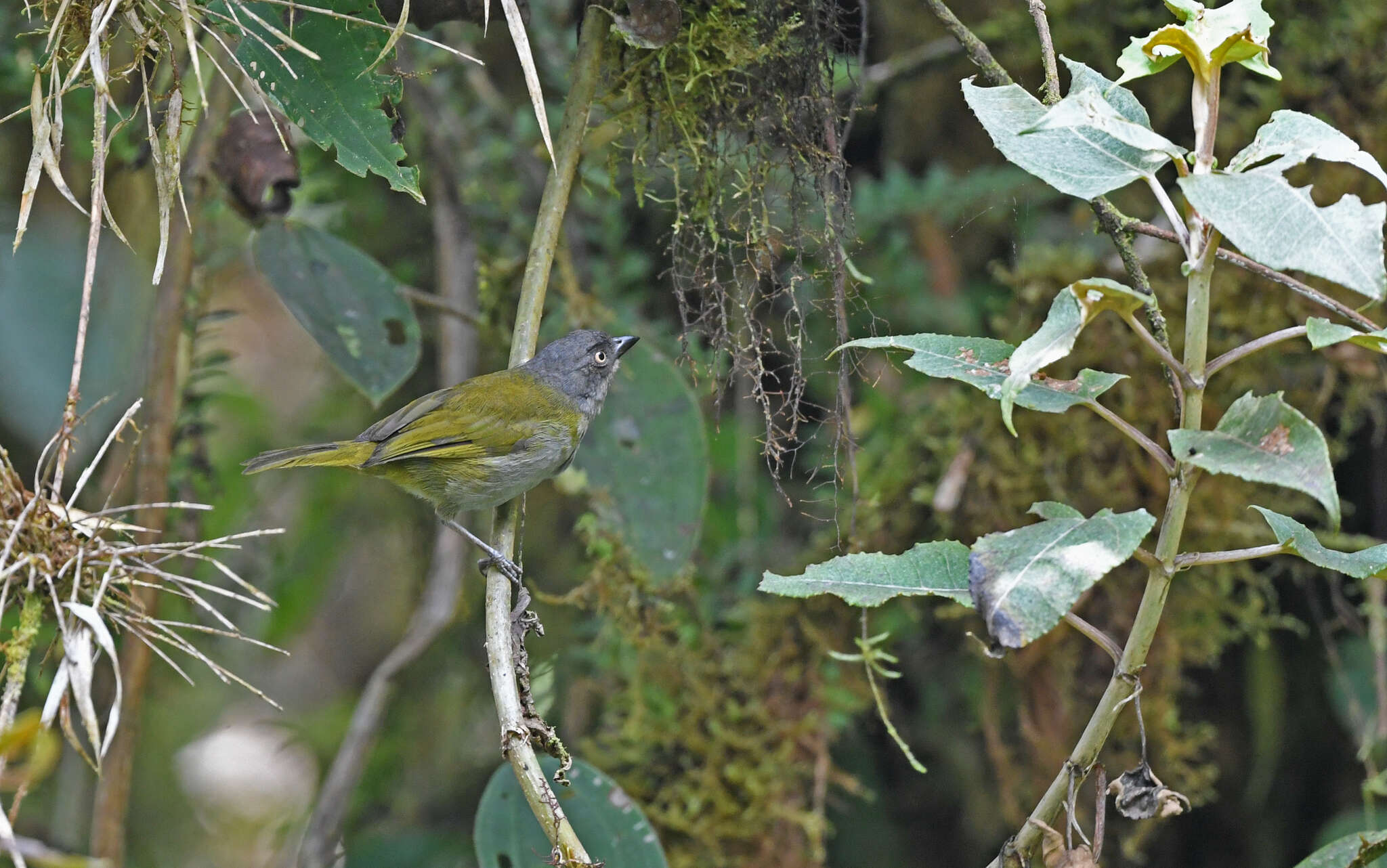 Image of Dusky Bush Tanager