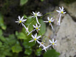 Sivun Saxifraga fortunei var. alpina (Matsumura & Nakai) Nakai kuva