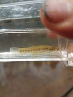 Image of Speckled killifish