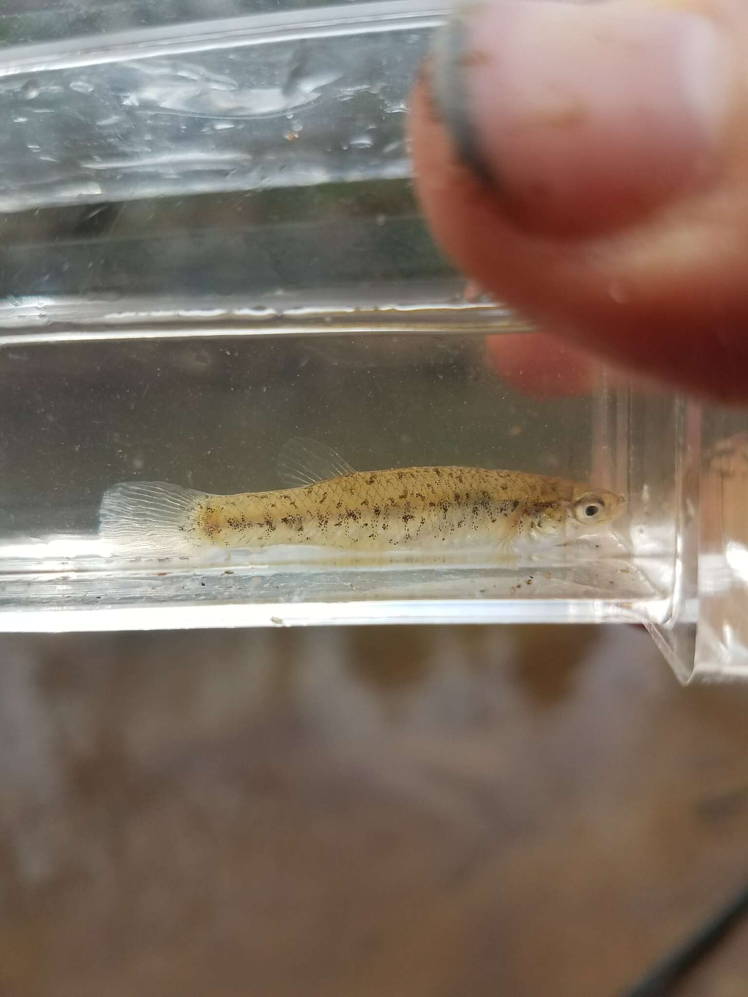 Image of Speckled killifish