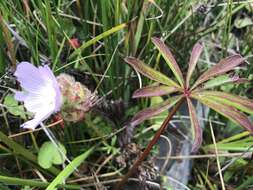 Image de Sidalcea calycosa subsp. rhizomata (Jeps.) S. R. Hill