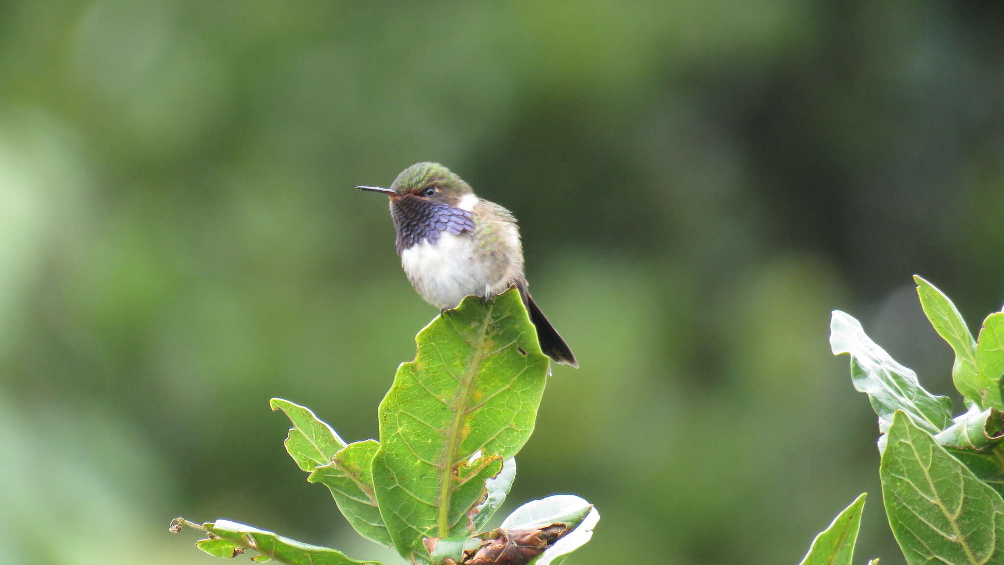 Image of Volcano Hummingbird