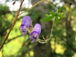 Image of Aconitum volubile Pall.