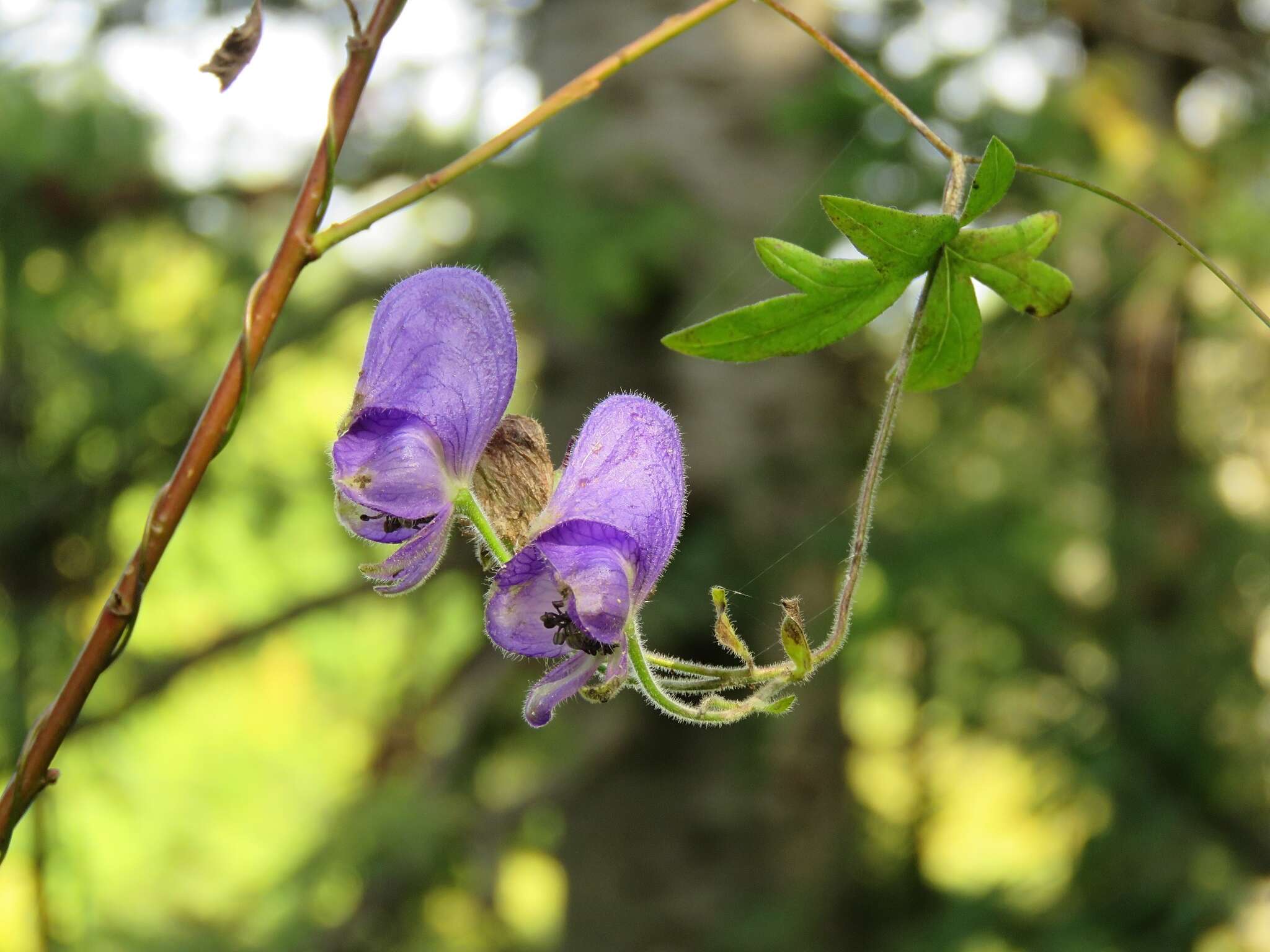 Image of Aconitum volubile Pall.