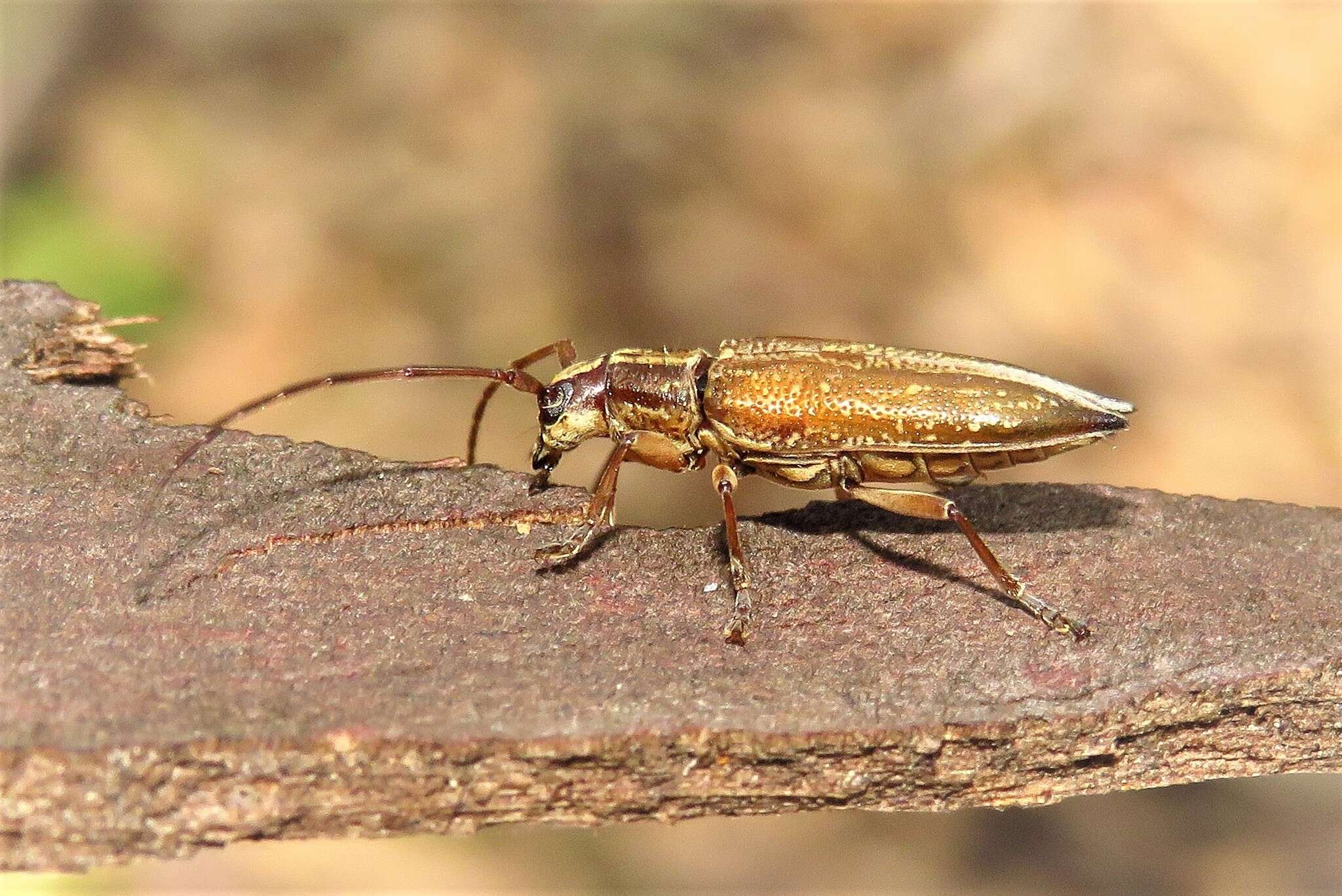 Image of Temnosternus planiusculus White 1855