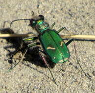 Image of Cowpath tiger beetle